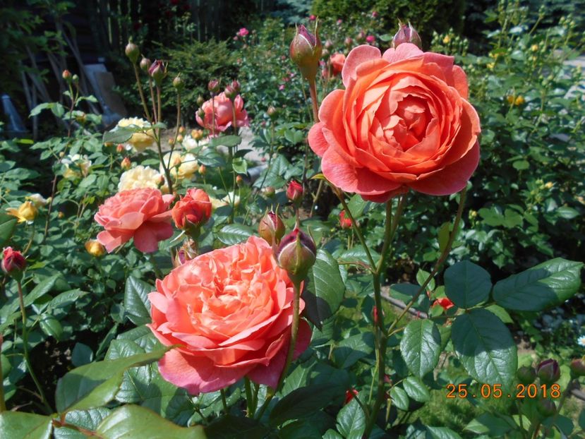 25.05.2018 - Summer Song