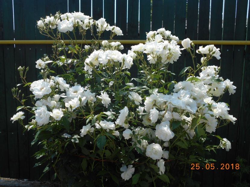 Schneewitchen - 3Trandafiri 2018