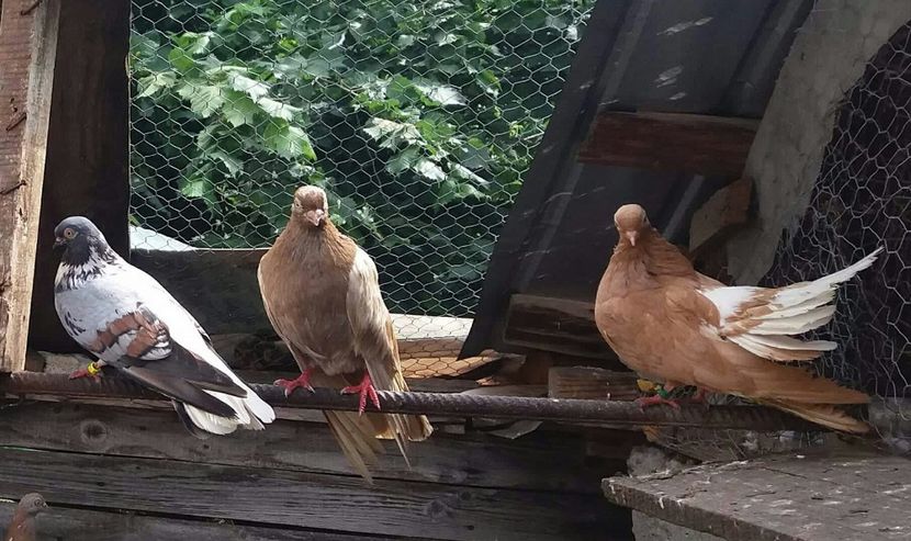 received_839466306243800-1 - 9-Dungat Romanesc