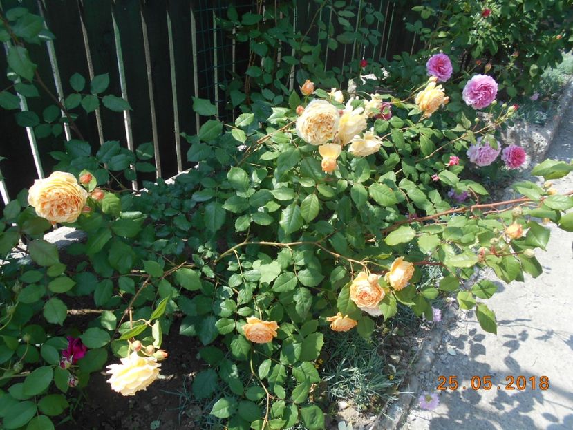 C P M - 3Trandafiri 2018