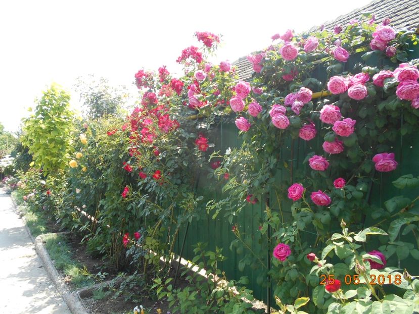  - 3Trandafiri 2018