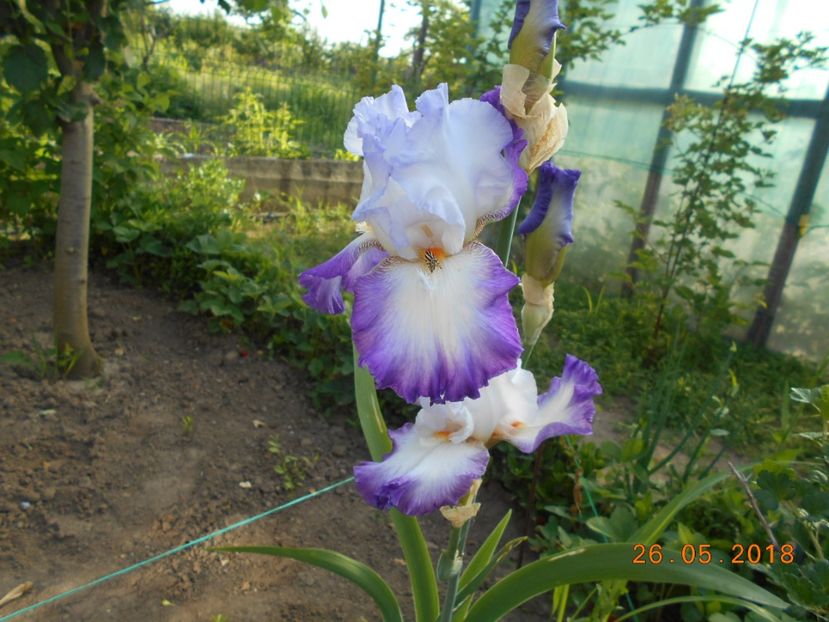 Conjuration - 3Irisi 2018