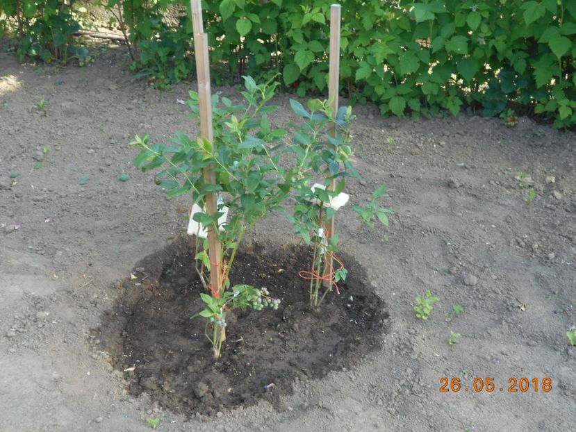  - 3Gradina de legume 2018