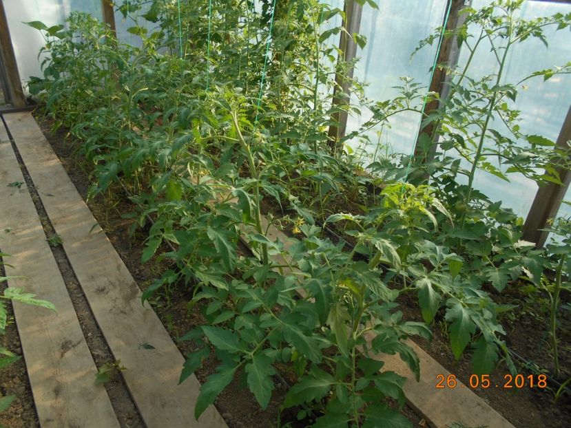  - 3Gradina de legume 2018