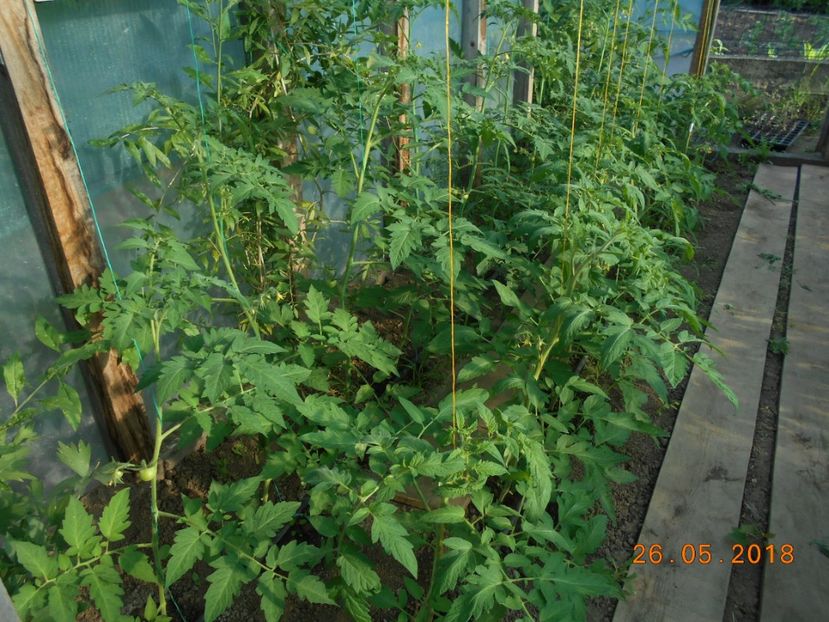  - 3Gradina de legume 2018