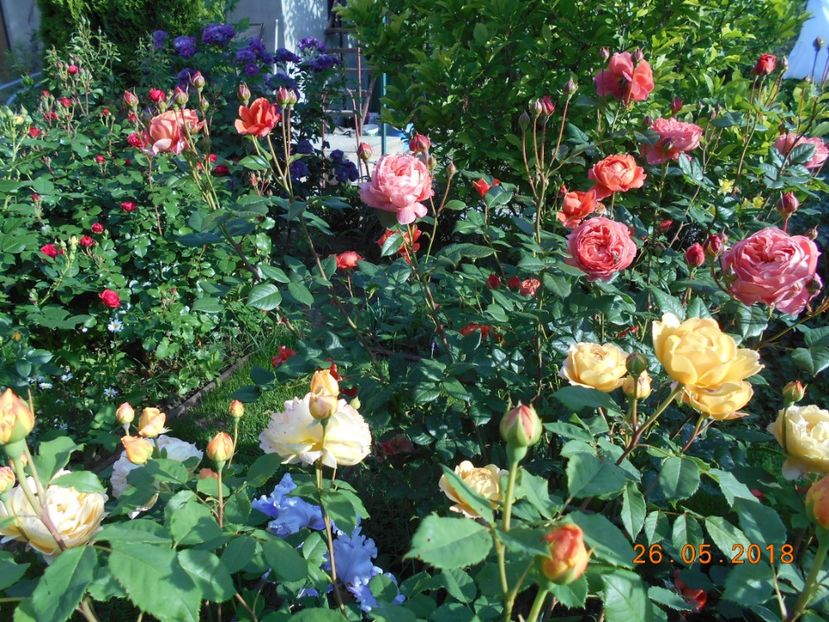 26.05.2018 - Summer Song