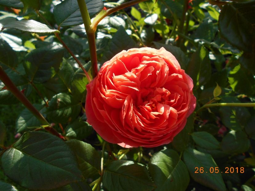 26.05.2018 - Summer Song