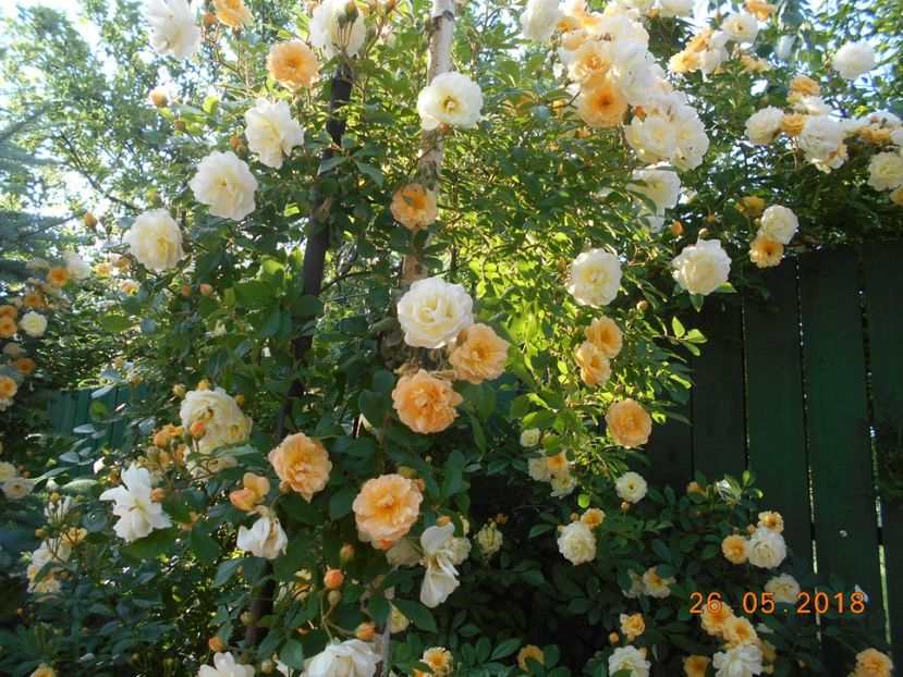  - Ghislaine de Feligonde