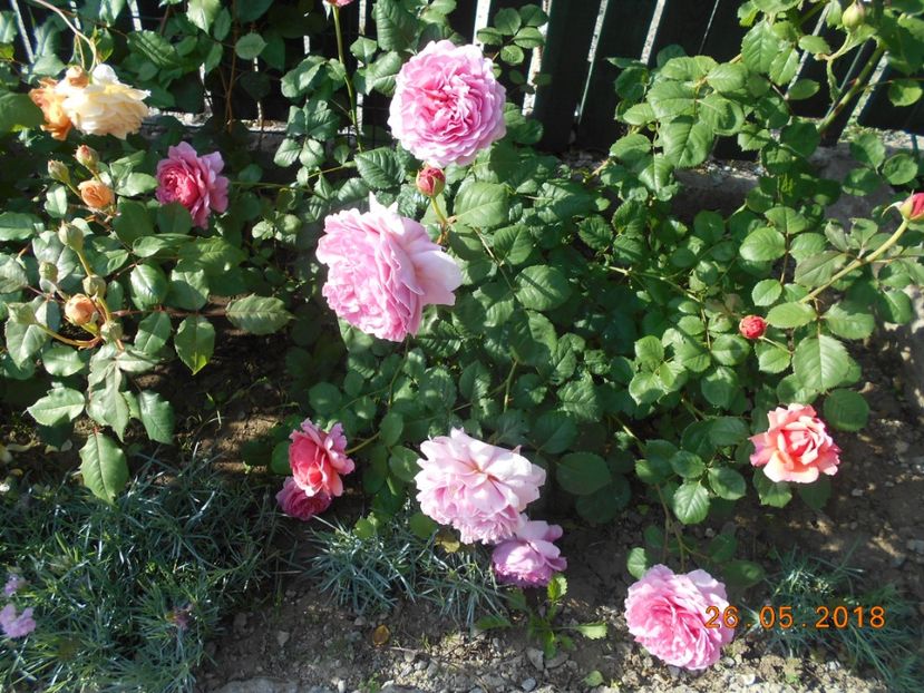 26.05.2018 - Princess Alexandra of Kent
