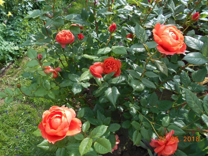 26.05.2018 - Summer Song