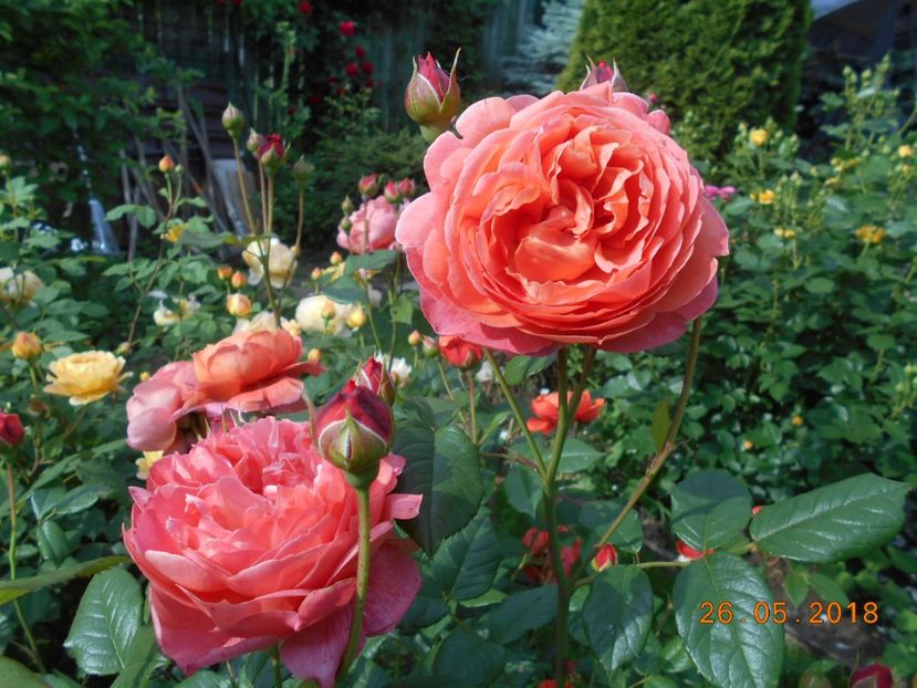 26.05.2018 - Summer Song