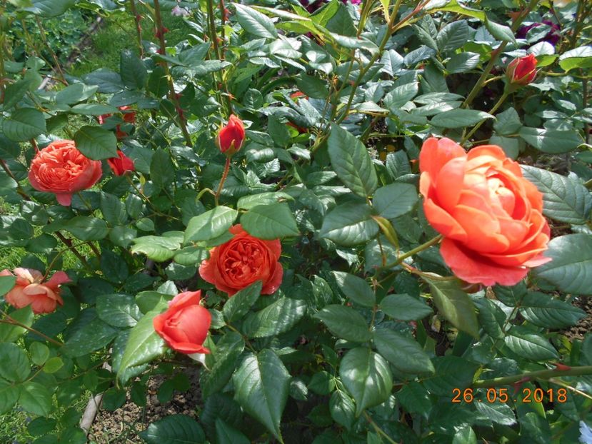 26.05.2018 - Summer Song