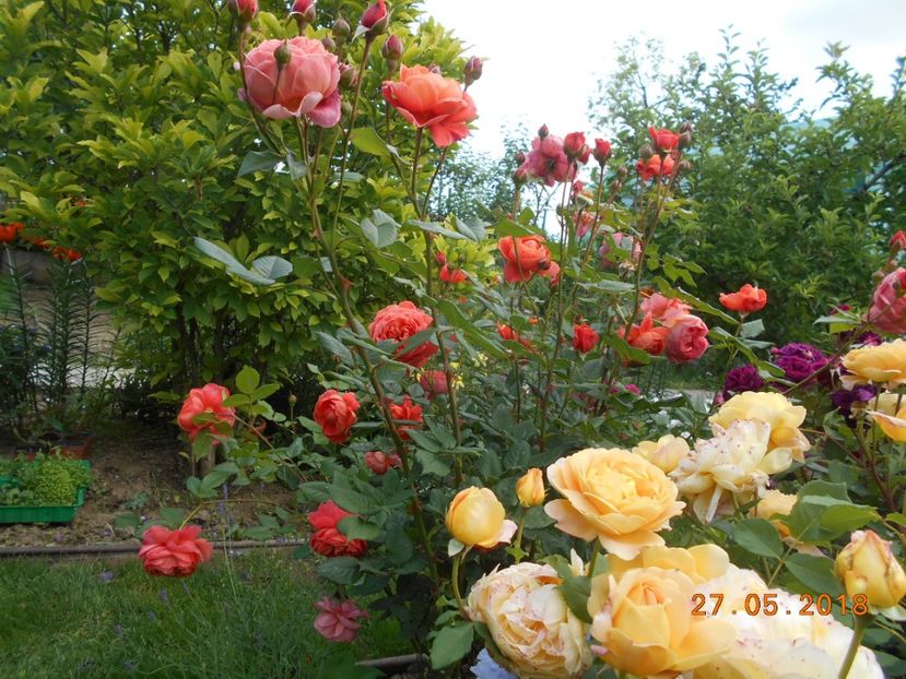 27.05.2018 - Summer Song