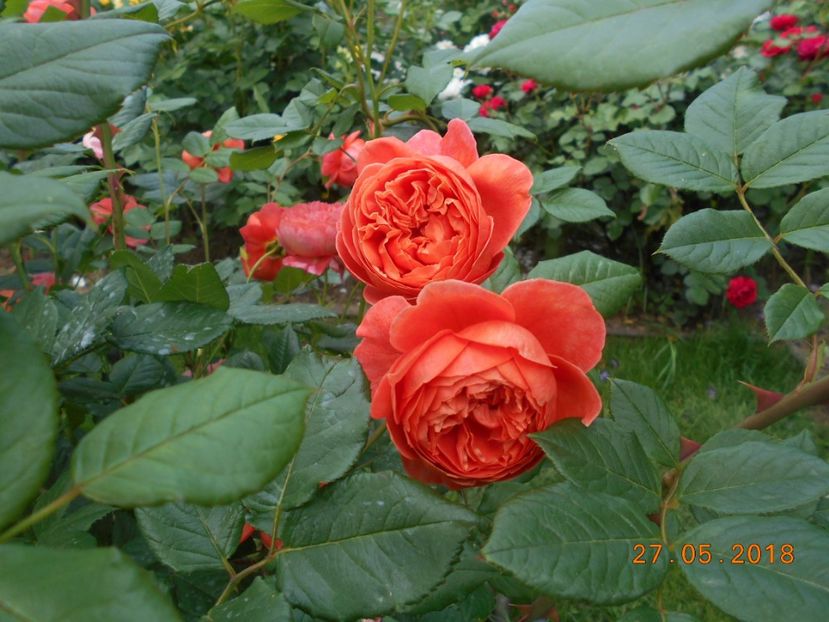 27.05.2018 - Summer Song