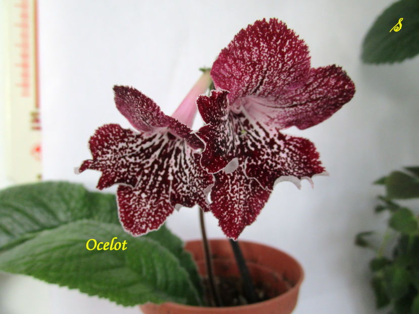 Ocelot(27-05-2018) - Streptocarpusi 2018