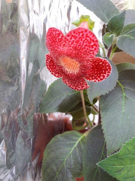 Mai 2018 - SCIADOTYDAEA