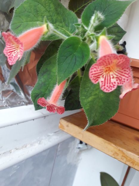 Mai 2018 - PERIDOT-S MANGO MARTINI