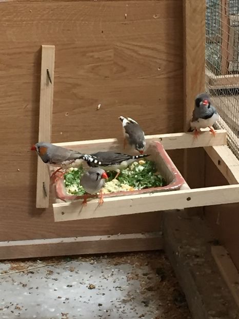 1772E9D2-298C-4523-B78F-D3B8E61CA889 - Ceva rezultate la voliera