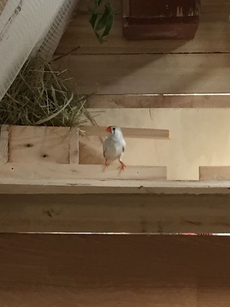 3CEE8891-FBD2-4B41-ADE4-77F0B3BCE554 - Ceva rezultate la voliera