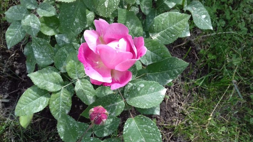 IMG-20180527-WA0081 - Mary Rose