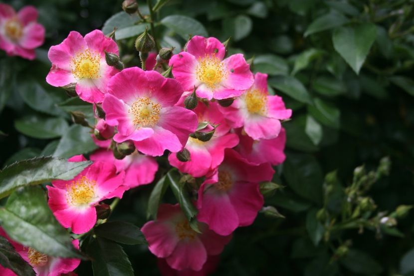 American Pillar - gradina 2018