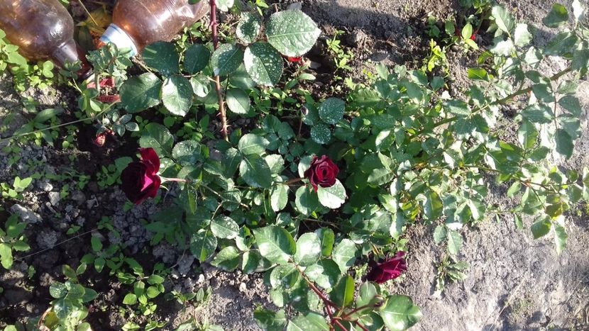 IMG-20180527-WA0149 - Tradescant