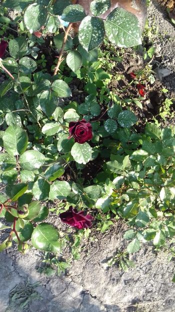 IMG-20180527-WA0148 - Tradescant