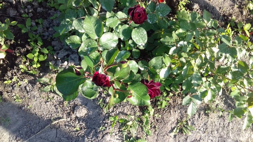 IMG-20180527-WA0145 - Tradescant