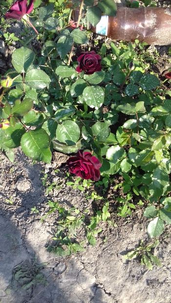 IMG-20180527-WA0141 - Tradescant