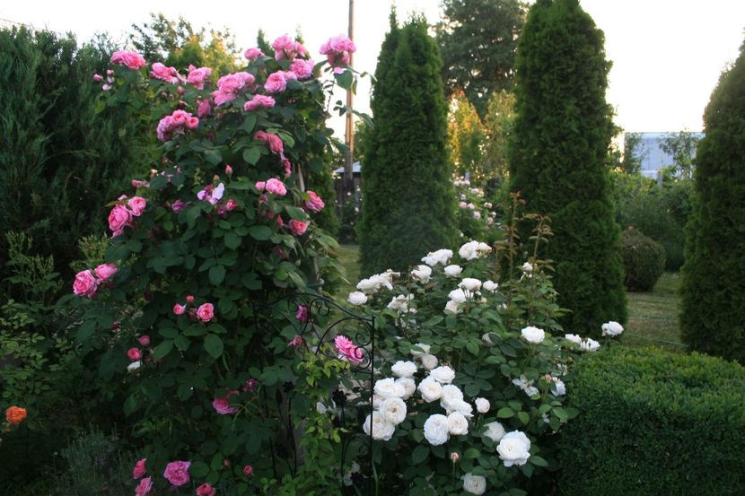 Gertrude Jekyll - gradina 2018