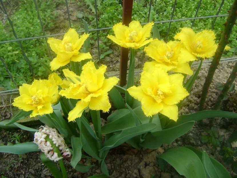  - 0 Flori si trandafiri 2018