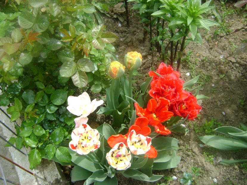  - 0 Flori si trandafiri 2018