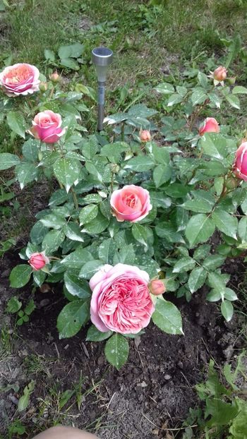 I incantare - Chippendale