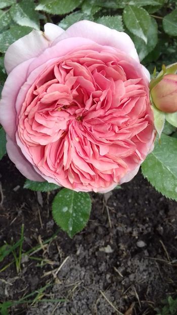 IMG-20180527-WA0094 - Chippendale