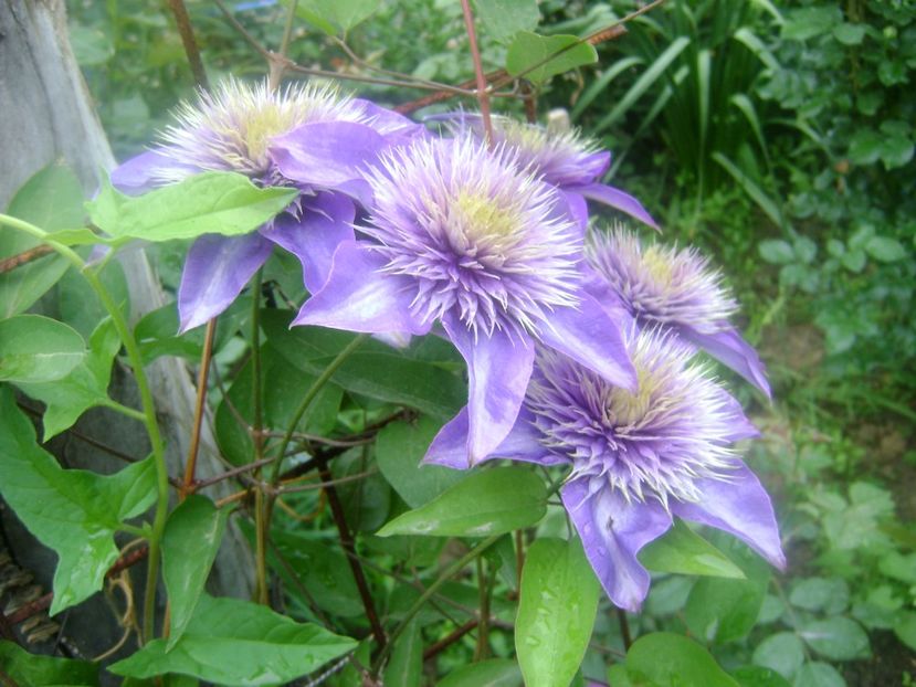 Clematis Multi Blue - 0 Flori si trandafiri 2018