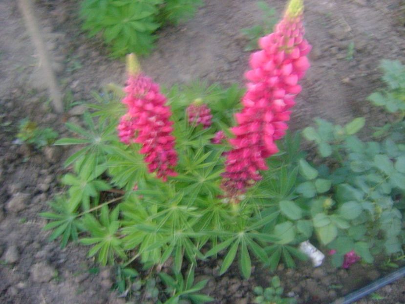 Lupin - 0 Flori si trandafiri 2018