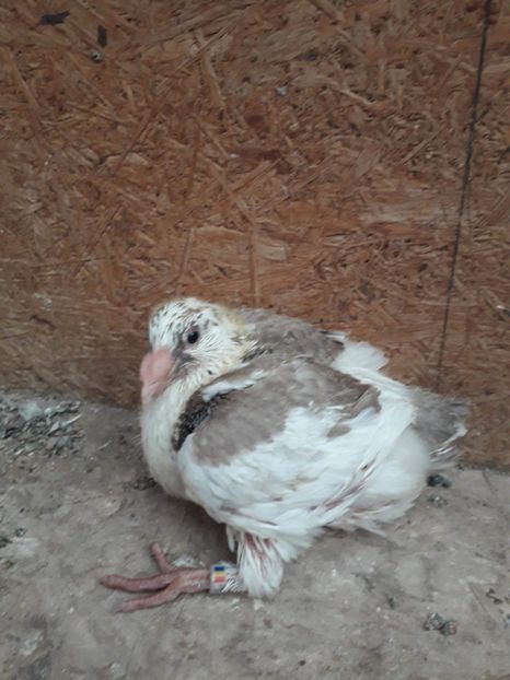 Agh - Tineret AGH 2018