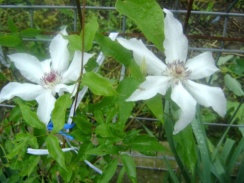 clematis beautiful bride - 0 Flori si trandafiri 2018