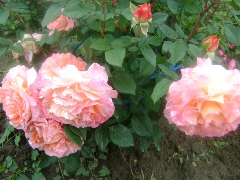 Augusta Luise - 0 Flori si trandafiri 2018