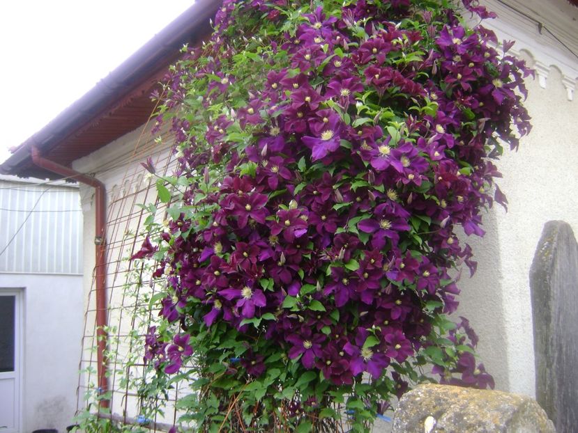 Clematis Warszawska Nike - 0 Flori si trandafiri 2018