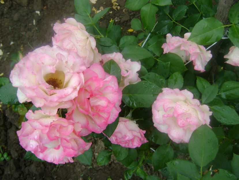 bordure rose - 0 Flori si trandafiri 2018