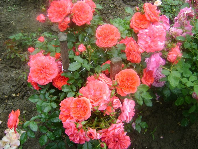  - Uetersens rosekoenigin -Kordes