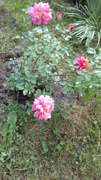 IMG-20180527-WA0092 - Christopher Marlowe