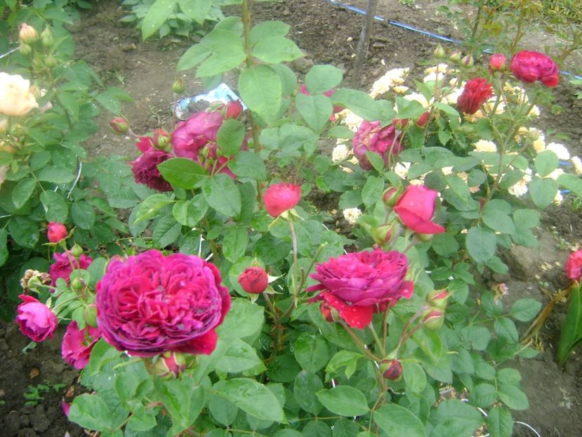 Wiliam Shakespeare - Wiliam shakespeare