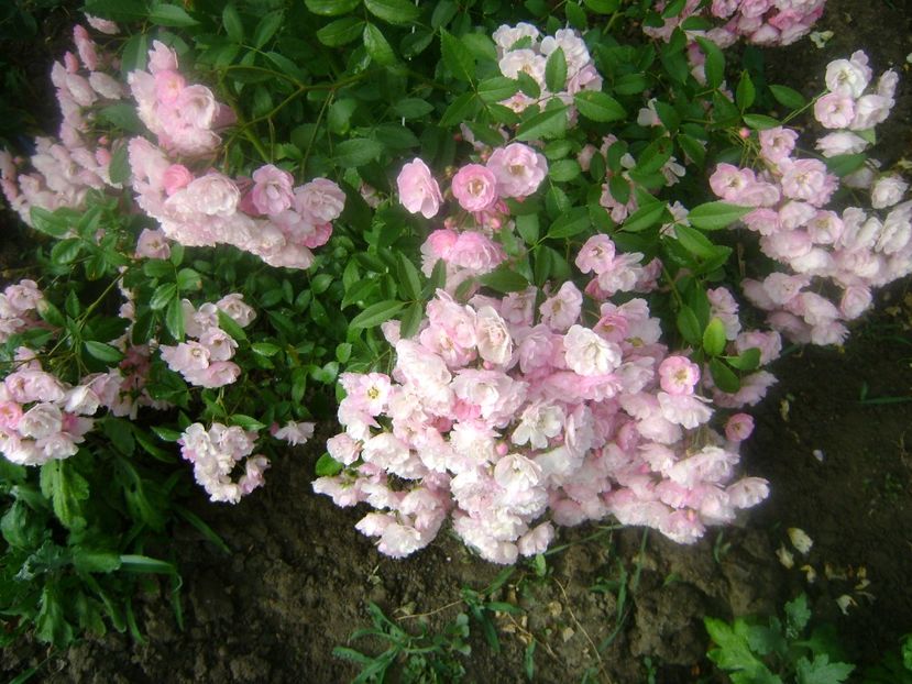 Heavenly pink - 0 Flori si trandafiri 2018