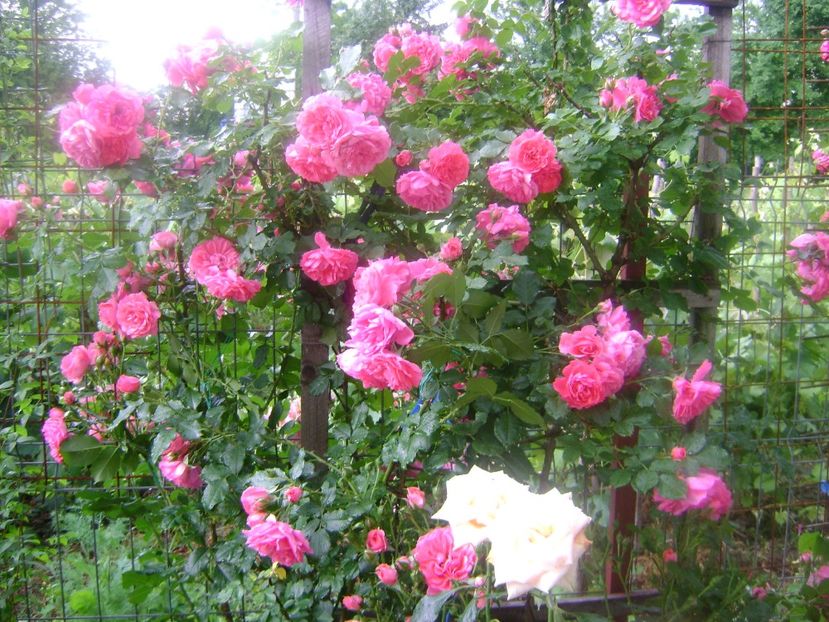 Rosarium Uetersen - 0 Flori si trandafiri 2018