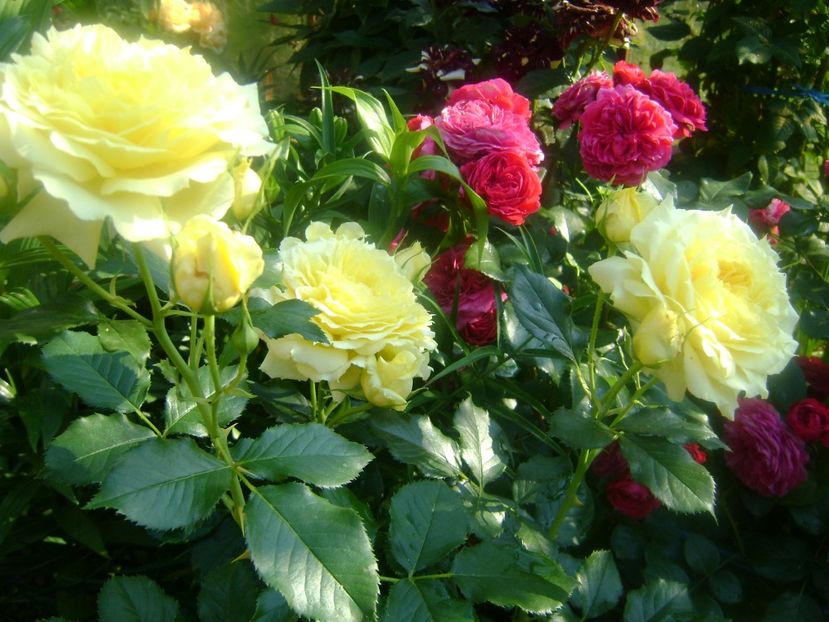 China girl - China girl-Tantau