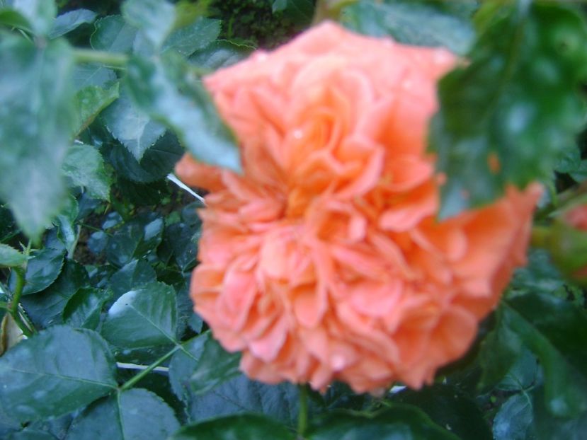 Orangerie prima floare - 0 Flori si trandafiri 2018