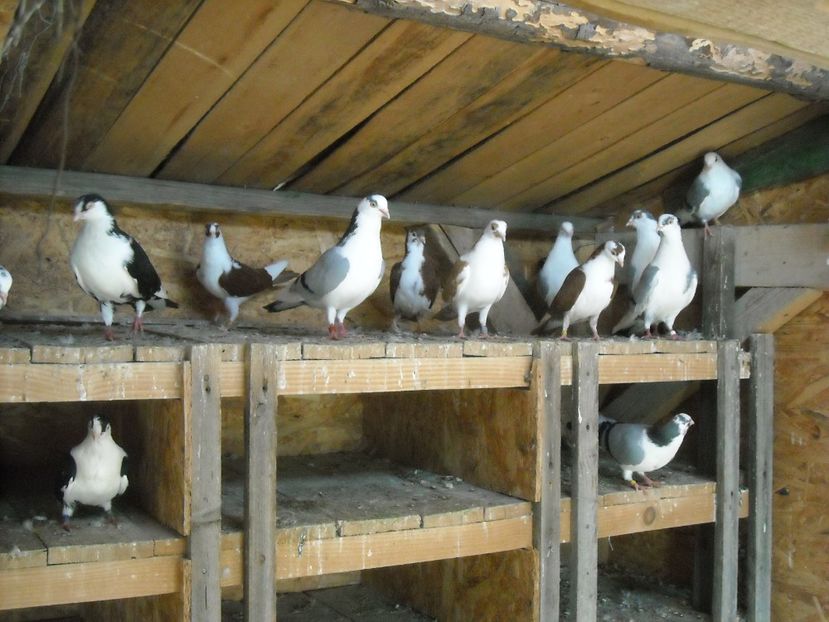  - DE PRIN PORUMBARIE