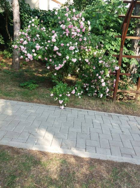  - 5 Trandafiri 2018 Gradina Botanica